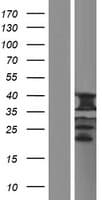UQCC1/ UQCC Protein (Over-Expression Lysate Myc-DDK (Flag))