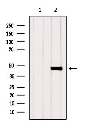CALU / Calumenin Antibody