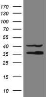 RFC2 / RFC40 Antibody (aa1-234, clone OTI4E1)