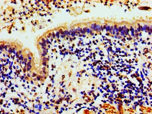 HIST1H1C Antibody