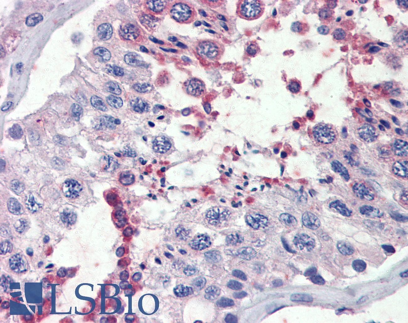 IHC-plus™ FAAH Antibody (aa566-577)