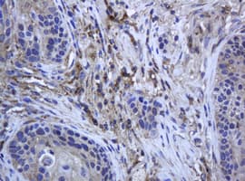 RAB21 Antibody (clone OTI6B1, Carrier-free)