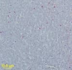 WNV GpM Antibody (aa8-27)