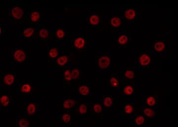 CLOCK Antibody