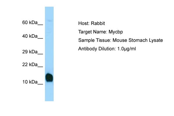 MYCBP Antibody (C-Terminus)