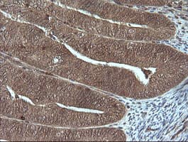 Monoclonal Mouse anti-Human GZMB / Granzyme B Antibody (clone OTI4E4, IHC, IF, WB)