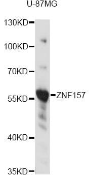 ZNF157 Antibody
