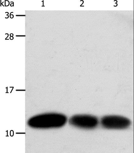 TXN / Thioredoxin / TRX Antibody