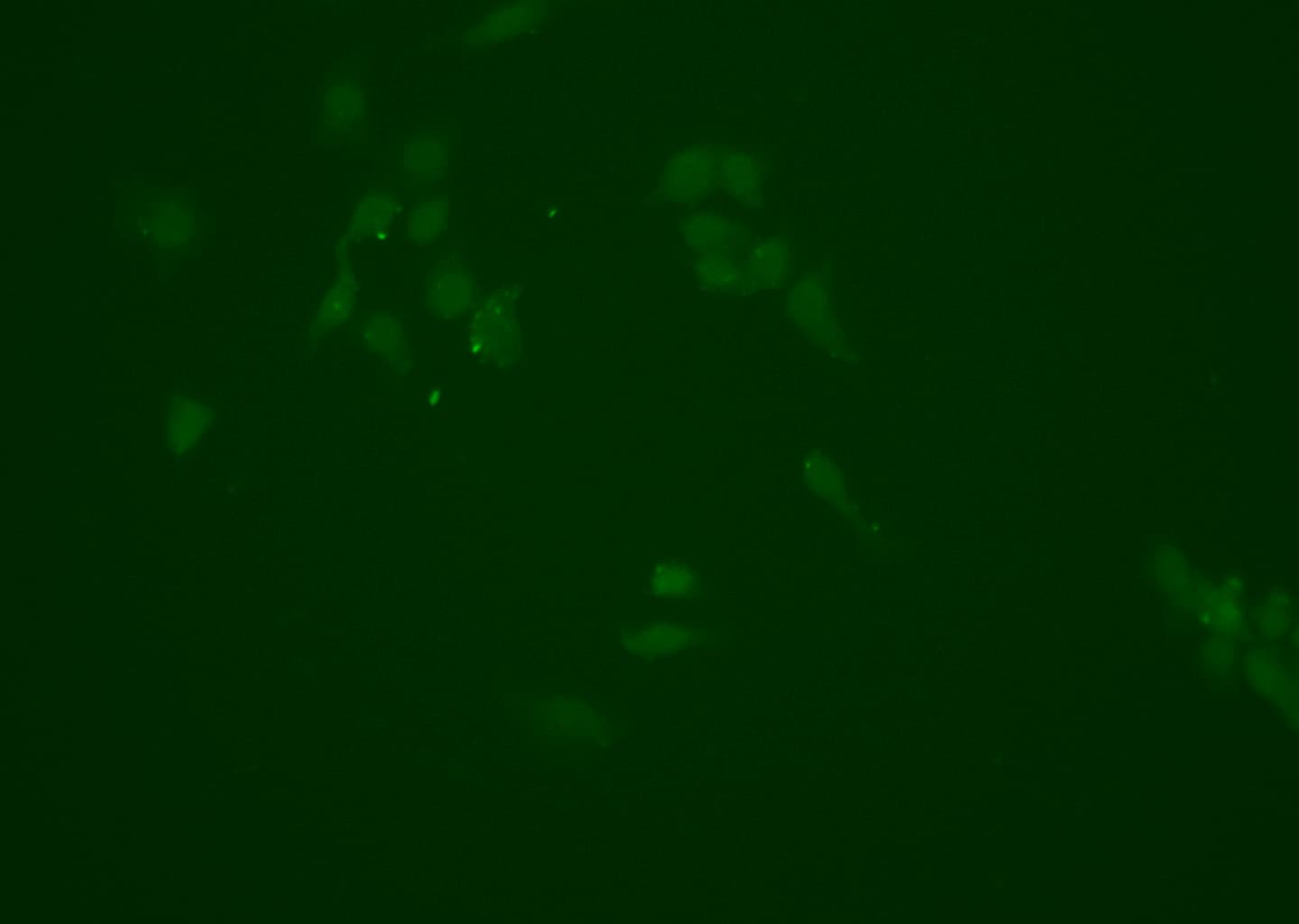 NQO1 Antibody