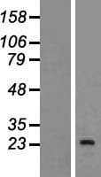 INSL6 Protein (Over-Expression Lysate Myc-DDK (Flag))