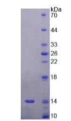 Rat CORIN Protein (Recombinant His, N-Terminal)
