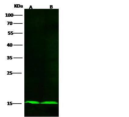 Monoclonal Rabbit anti-Human COX5B Antibody (clone 020, Preservative Free, WB)