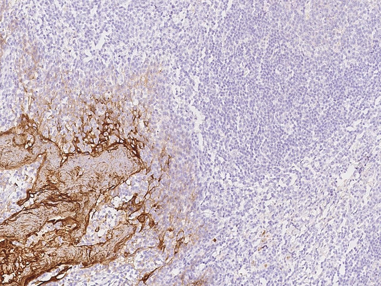 RHCG Antibody