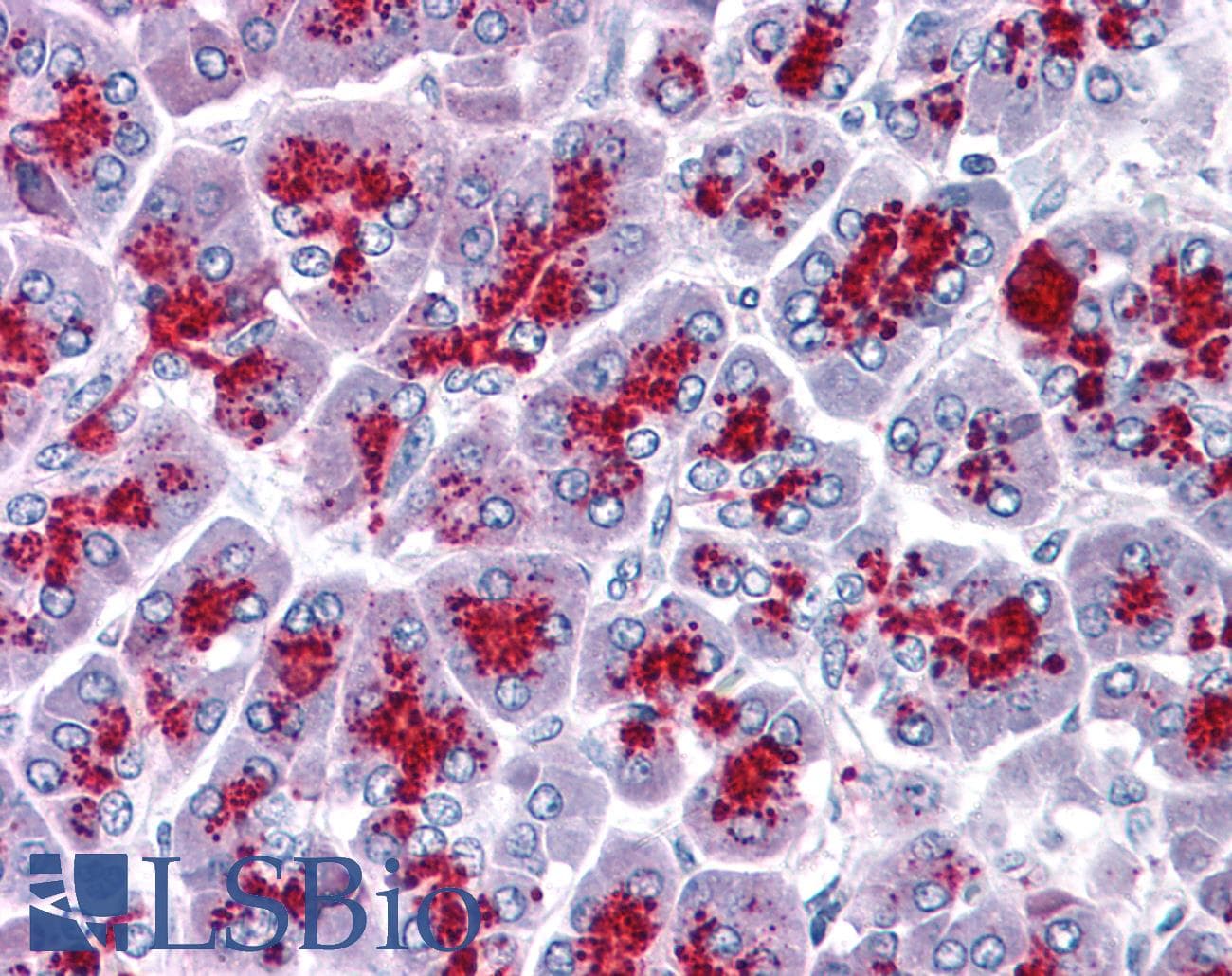 IHC-plus™ SUMO3 Antibody