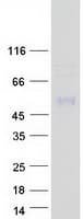 Human IGLON5 Protein (Recombinant Myc-DDK (Flag))
