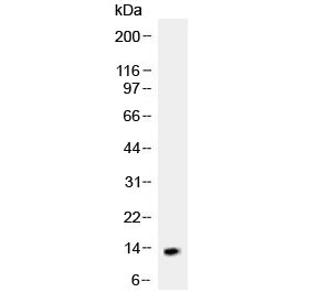 NGF Antibody