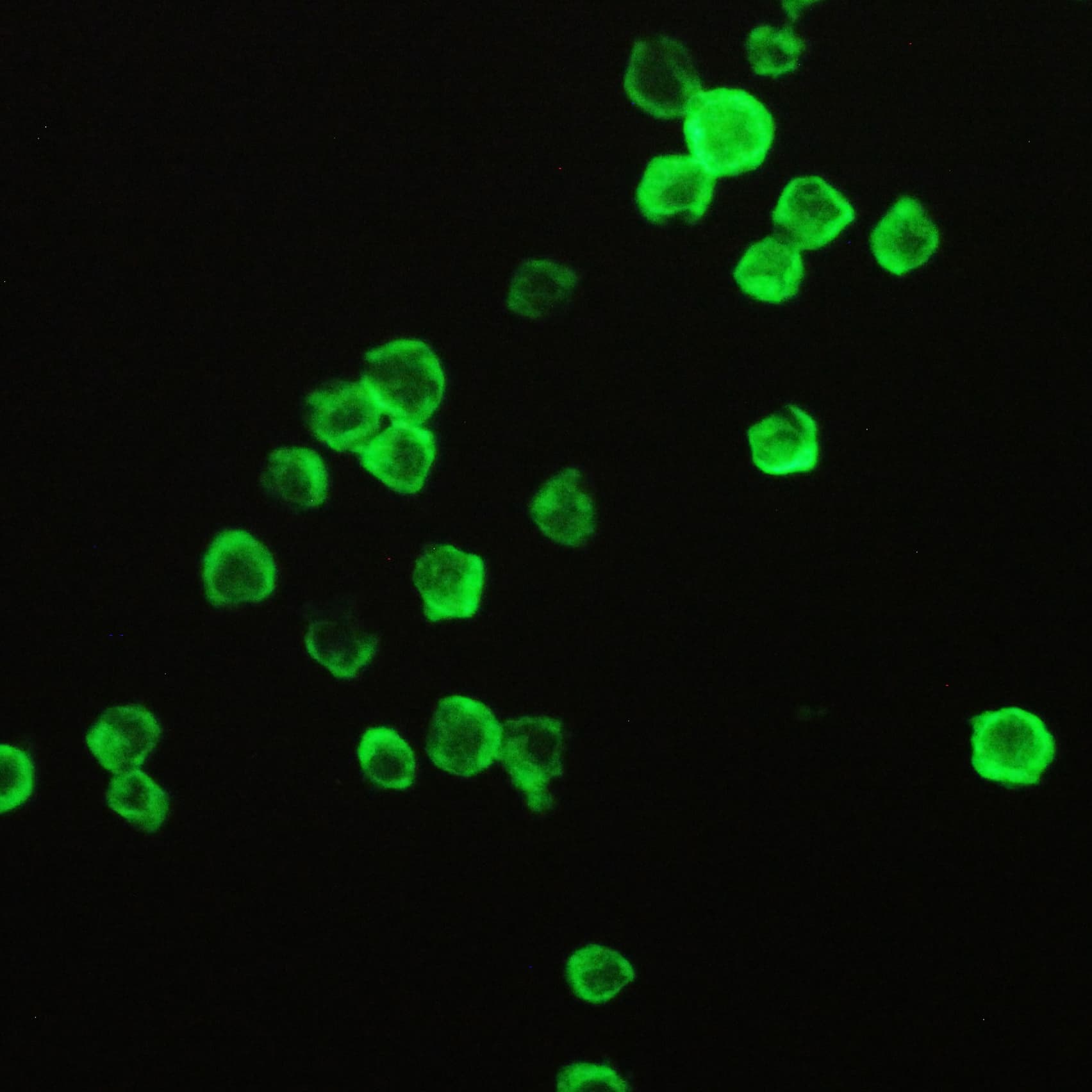 PPIA / Cyclophilin A Antibody