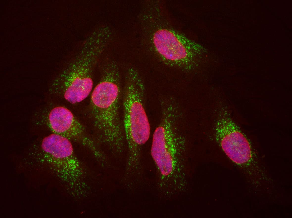 IHC-plus™ LAMP1 / CD107a Antibody (clone 6E2)