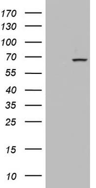 PDE1A Antibody (aa259-545, clone OTI5H4)