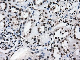 KIAA0153 / TTLL12 Antibody (clone OTI4B2)