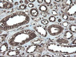 APP / Beta Amyloid Precursor Antibody (clone OTI7B8, Carrier-free)