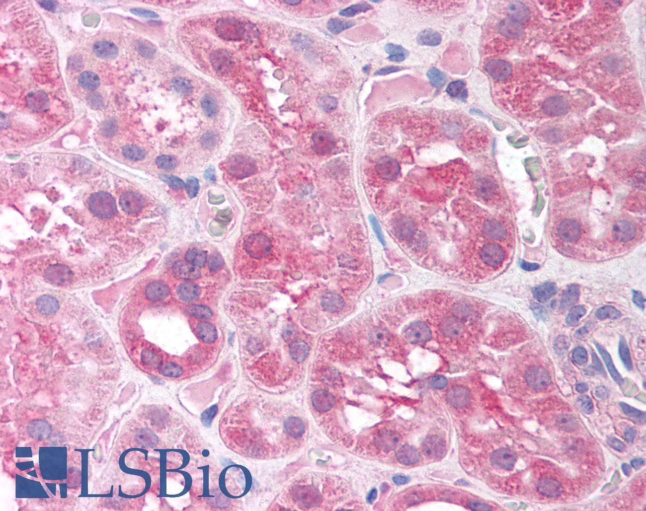 Polyclonal Rabbit anti-Human SIRT7 / Sirtuin 7 Antibody (aa317-366, IHC, WB)