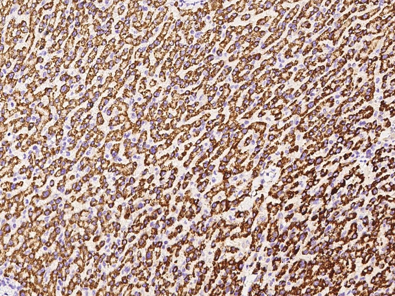 GOT2 Antibody (Preservative Free)