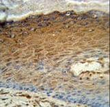 Polyclonal Rabbit anti-Human AK7 / Adenylate Kinase 7 Antibody (aa629-656, IHC, WB)