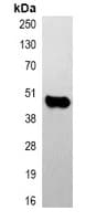 CASP9 / Caspase 9 Antibody