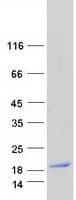 Human MAL Protein (Recombinant Myc-DDK (Flag))