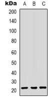 CBX3 / HP1 Gamma Antibody (Internal)