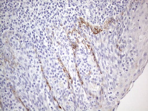 ZNF217 Antibody (aa730-1048, clone OTI2B4)