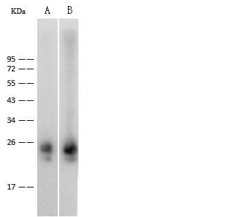 Monoclonal Rabbit anti-Mouse IL36B Antibody (clone 110, Preservative Free, WB)