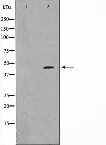 Polyclonal Rabbit anti-Human ATF4 Antibody (WB)