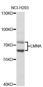 LMNA / Lamin A+C Antibody