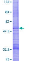 Human GOLT1B Protein (Recombinant GST)