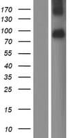 XKR4 Protein (Over-Expression Lysate Myc-DDK (Flag))
