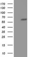 KLHL2 / MAV Antibody (clone OTI8D8)