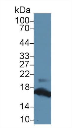 Ribonuclease A / RNASE1 Antibody (aa29-156)