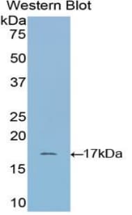 Ribonuclease A / RNASE1 Antibody (aa31-150, Biotin)