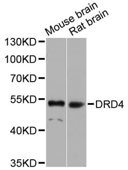 DRD4 / Dopamine Receptor D4 Antibody