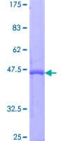 Human IFNA2 / Interferon Alpha 2 Protein (Recombinant GST)