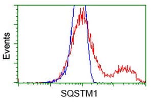 Monoclonal Mouse anti-Human SQSTM1 Antibody (clone OTI5A1, IHC, IF, WB)
