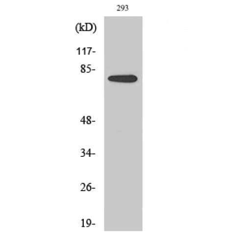 ERIC-1 / TACC3 Antibody (760-840 aa, C-terminal)