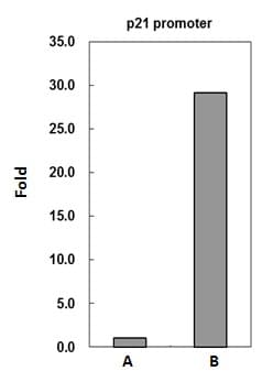 PADI4 / PAD4 Antibody (aa326-611)