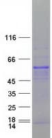 Human RBFOX2 / RBM9 Protein (Recombinant Myc-DDK (Flag))