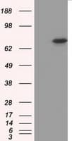 PKG / PRKG1 Antibody (clone OTI9A4)