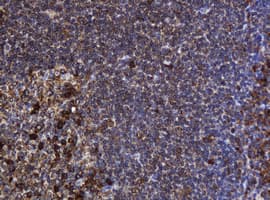 POGK Antibody (clone OTI3D2)