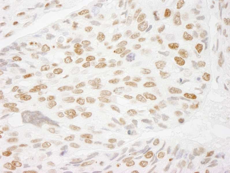 HIST1H3A Antibody (aa100-C-term)