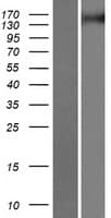 TNIK Protein (Over-Expression Lysate Myc-DDK (Flag))